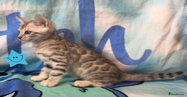 Bengal cats - Advert 3