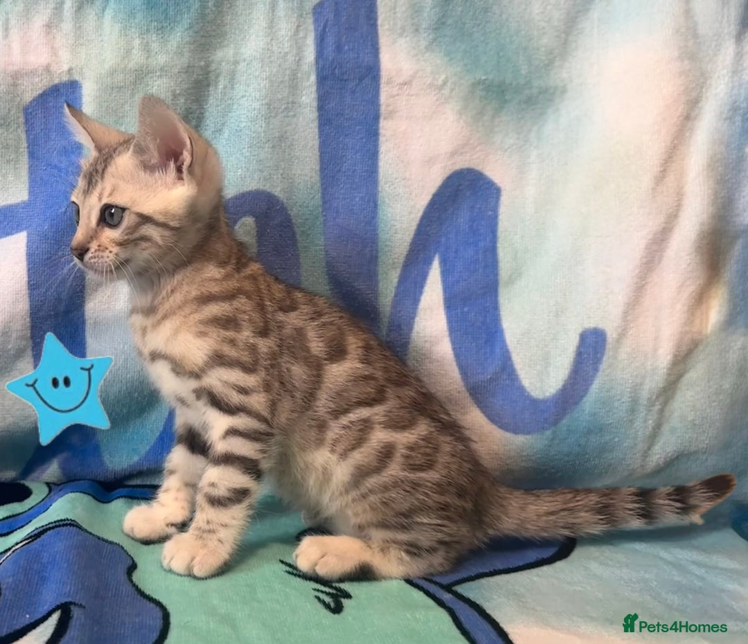Bengal cats for sale: TICA Silver Bengal kittens - Image 3