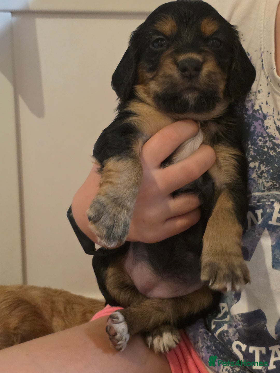 Cocker Spaniel dogs for sale: Working Cocker Spaniel Puppies - Image 10