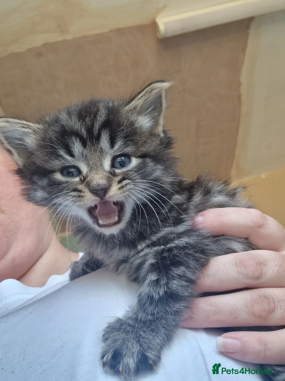 Mixed Breed cats for sale: Rag Doll x Main Coon had mixed kittens  - Advert 2