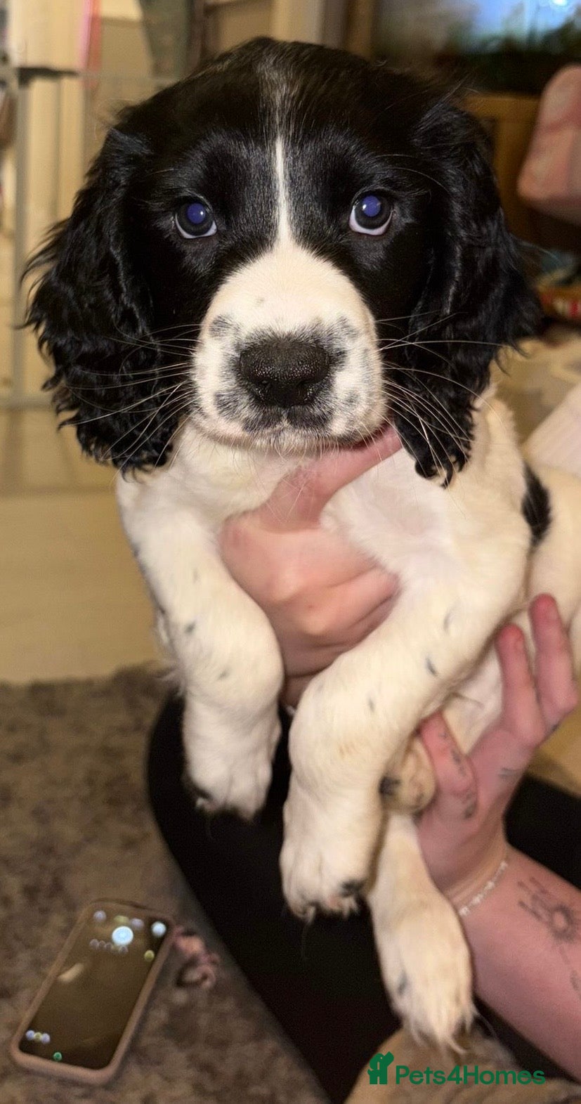 English Springer Spaniel dogs Beautiful Springer Boys - Advert 2