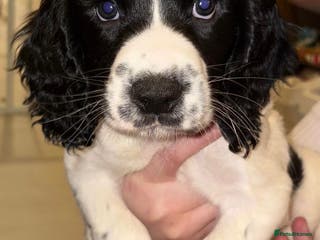 English Springer Spaniel dogs Beautiful Springer Boys - Advert 2