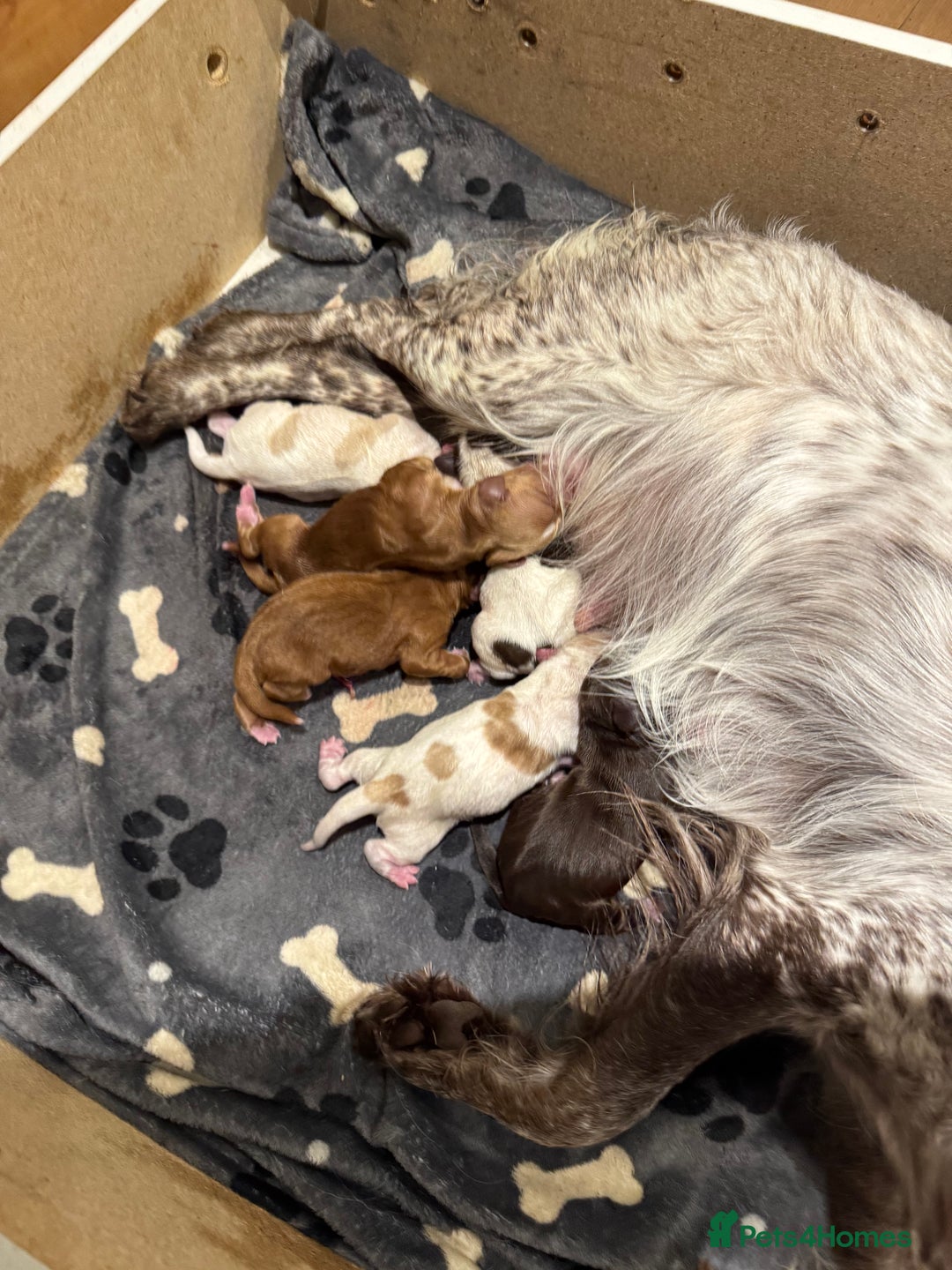 Cocker Spaniel dogs for sale: Cocker spaniel Puppies  - Image 6