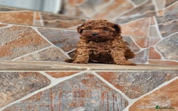 Toy Poodle dogs for sale: Toy poodle EU passports  - Image 2