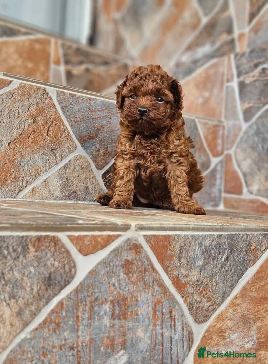Toy Poodle dogs for sale: Toy poodle EU passports  - Image 2