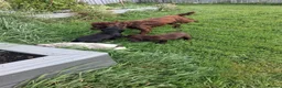 Cocker Spaniel dogs for sale: Working cocker spaniel pups  - Advert 4