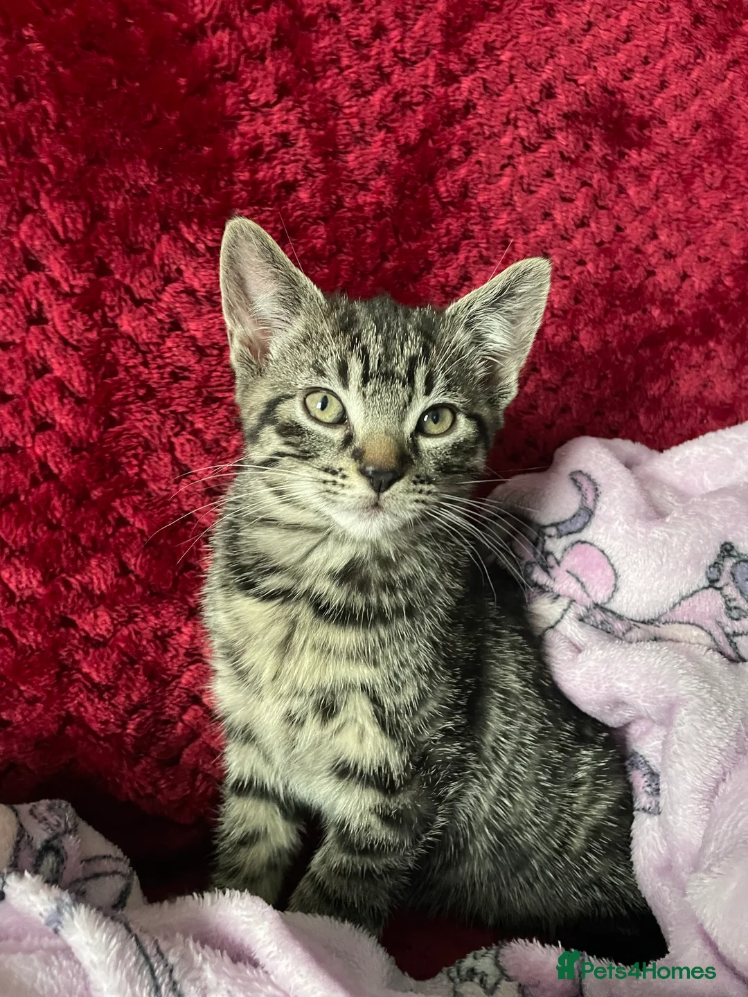 Mixed Breed cats for sale: 1 boy and 3 girls  - Advert 20