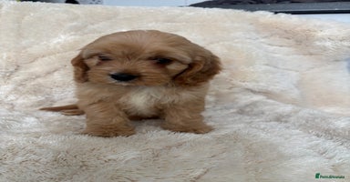 Cavapoo dogs - Advert 1