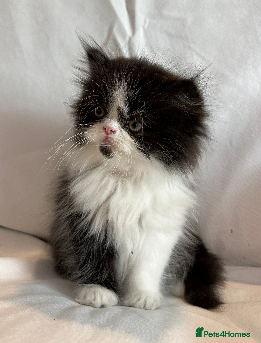 Persian cats for sale: 3 Cuddly Persian Babies❤️ - Image 6