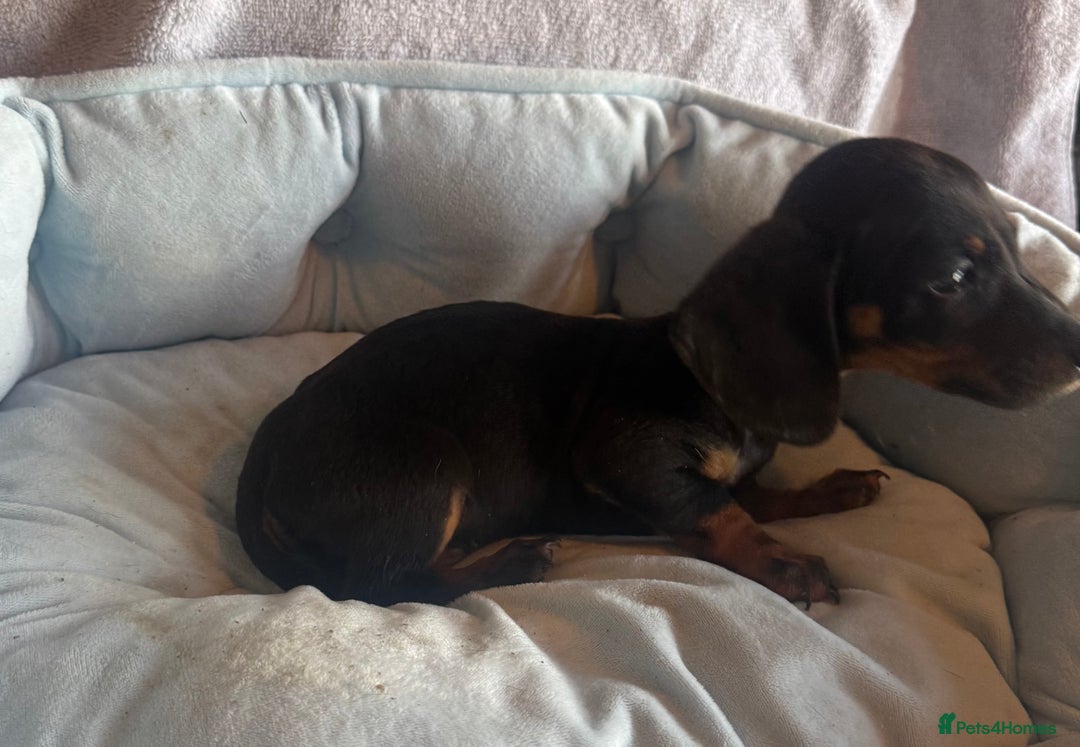 Miniature Dachshund dogs for sale: Miniature dachshund puppy’s  - Image 4