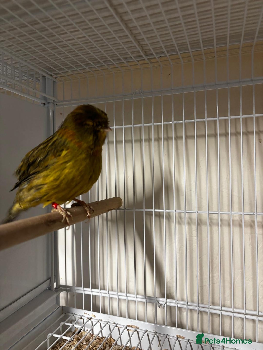 Canaries birds for sale: Norwich canary 2024 cock - Advert 3