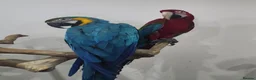 Macaws birds for sale: Handreared silly tame macaws. - Advert 1