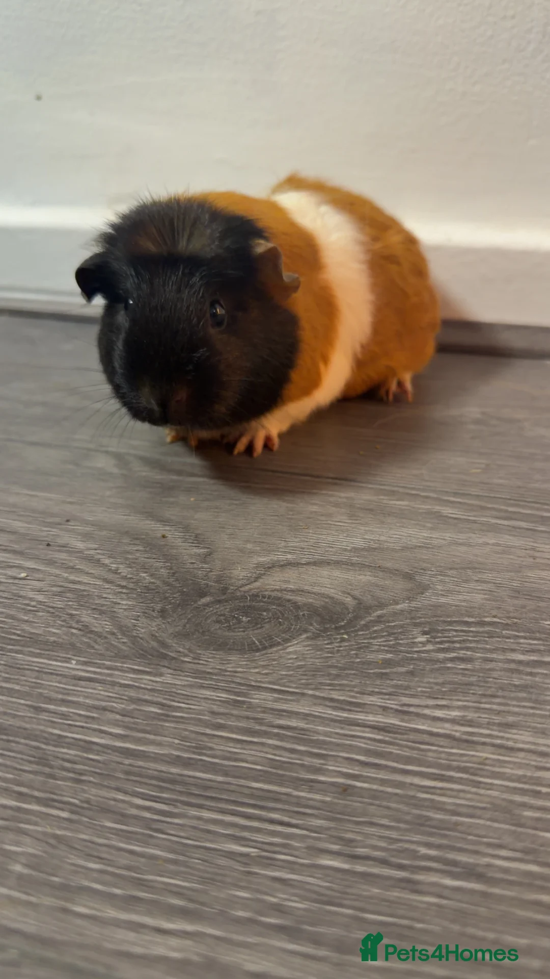 Guinea Pig rodents for sale: Beautiful guinea pigs  - Advert 6