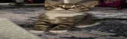 Domestic Shorthair cats for sale: Female tabby kitten ready for new home 05/10/2026 in Berkeley - Advert 6