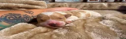 Mixed Breed dogs for sale: F1 cockerpoos in Bognor Regis - Advert 9