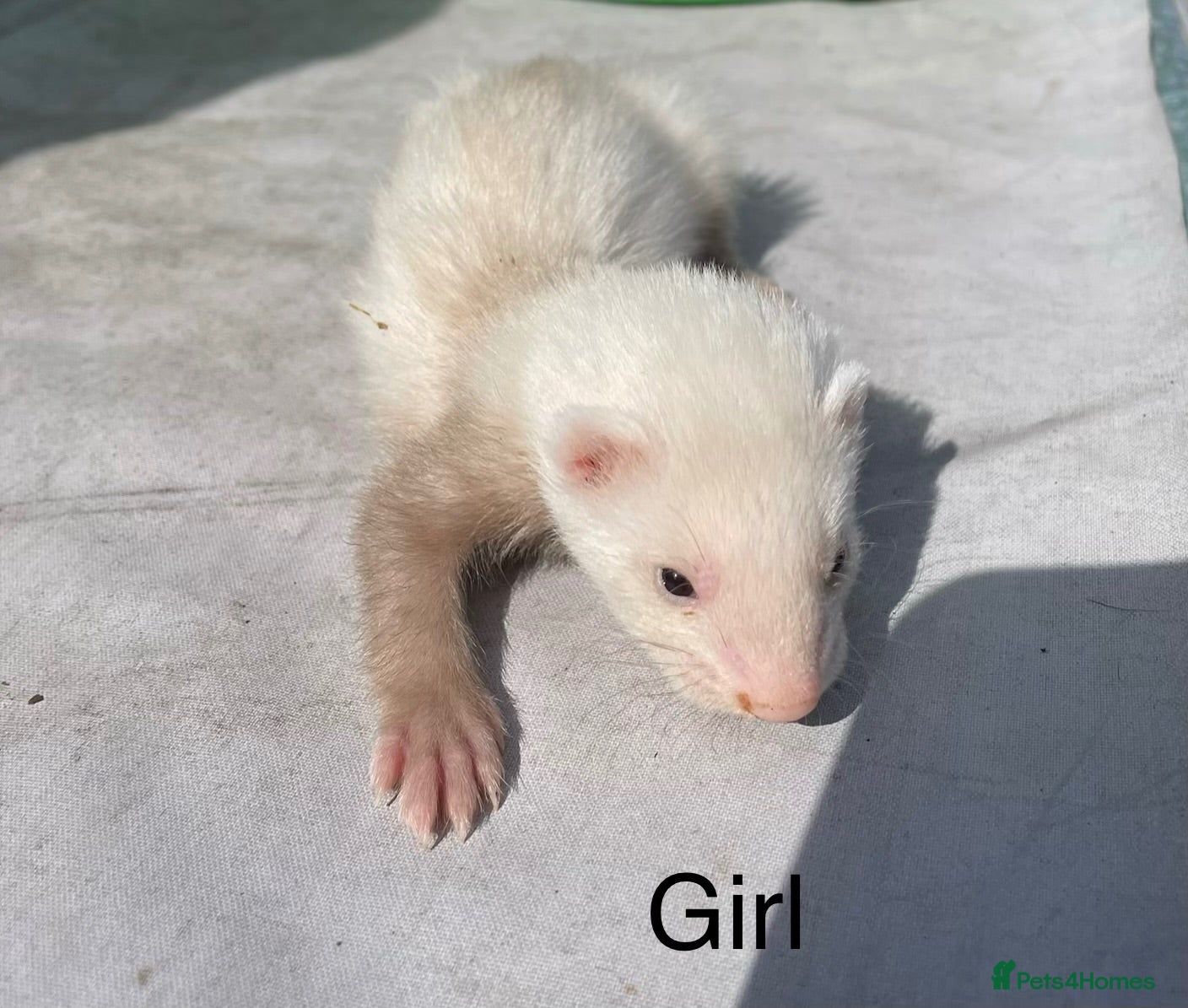 Ferret rodents 6 Standard size Working Ferret’s for sale - Advert 2