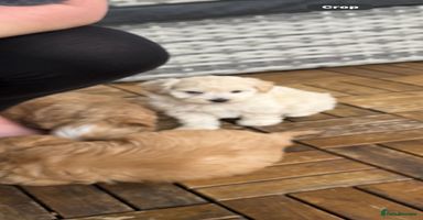 Maltipoo dogs - Advert 7