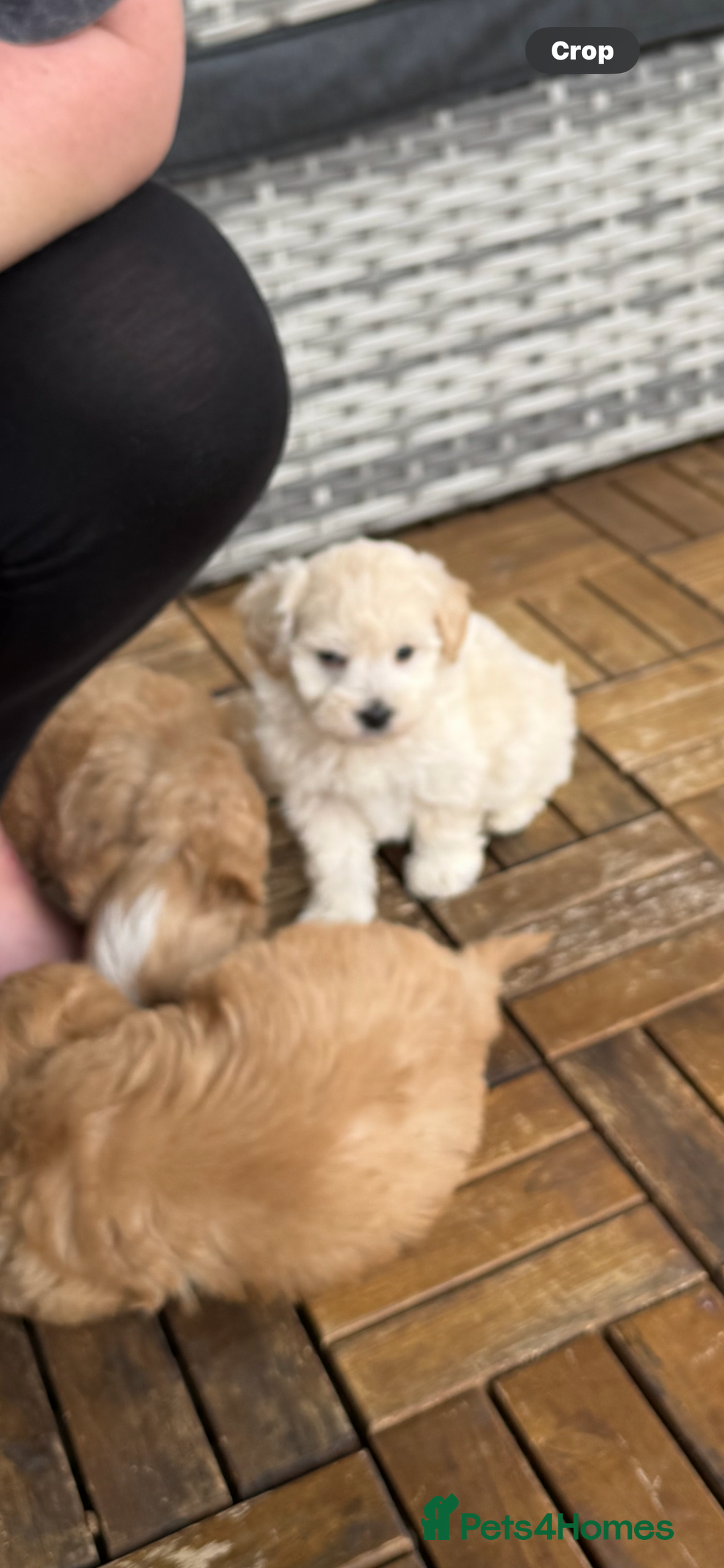 Maltipoo dogs for sale: Tiny Teddy bear maltipoo puppy - Image 2