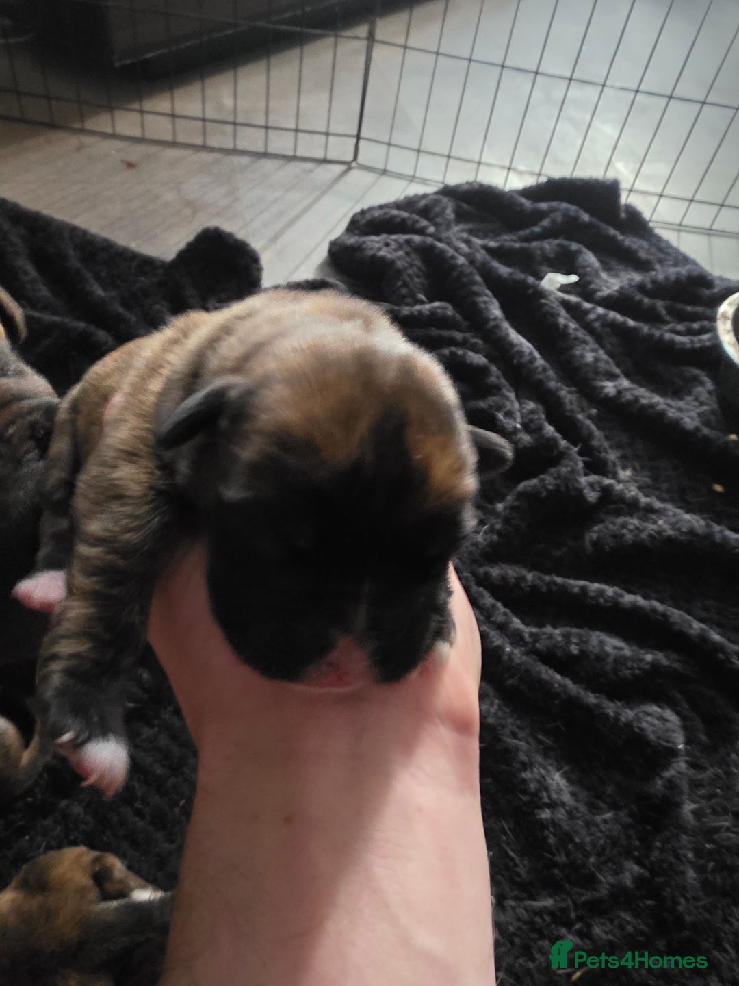 Boxer dogs for sale: 3 kc reg come take a look - Advert 2