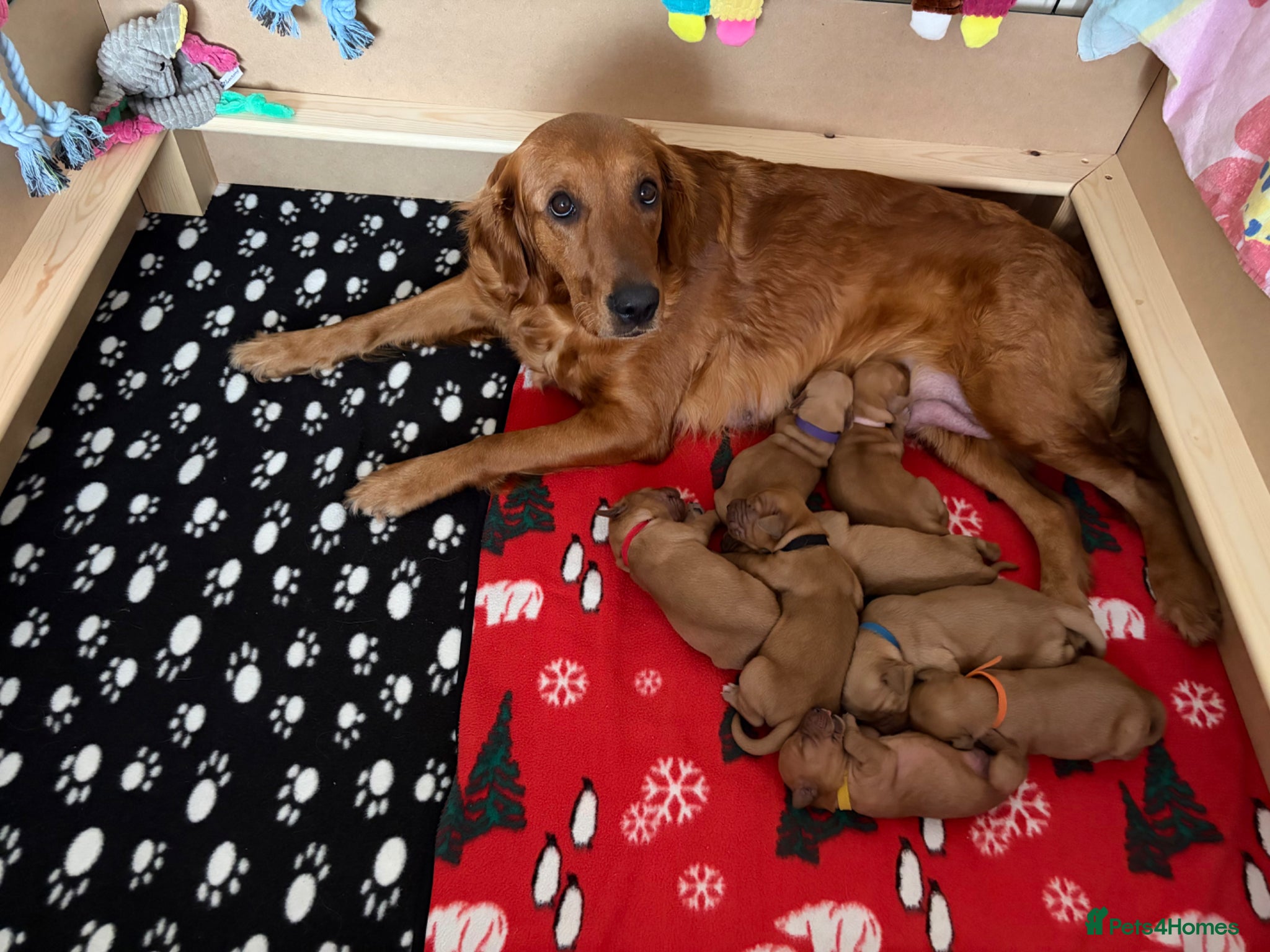 Golden Retriever dogs Dark Golden Retriever Puppies Health-Tested  - Advert 16