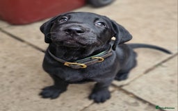Labrador Retriever dogs for sale: Chunky black labrador girl available  - Image 3