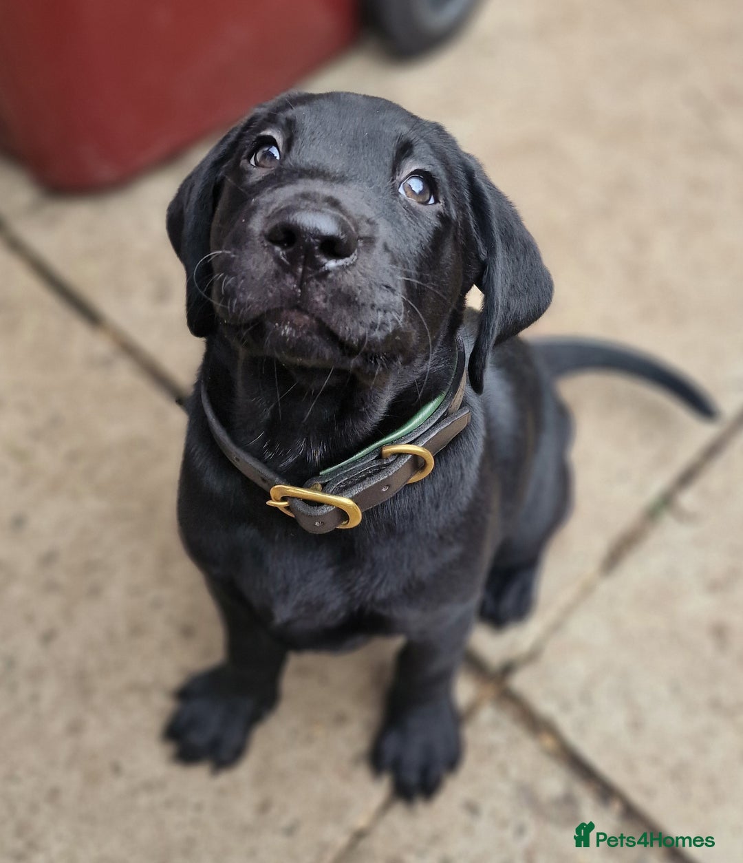 Labrador Retriever dogs for sale: Chunky black labrador girl available  - Image 3