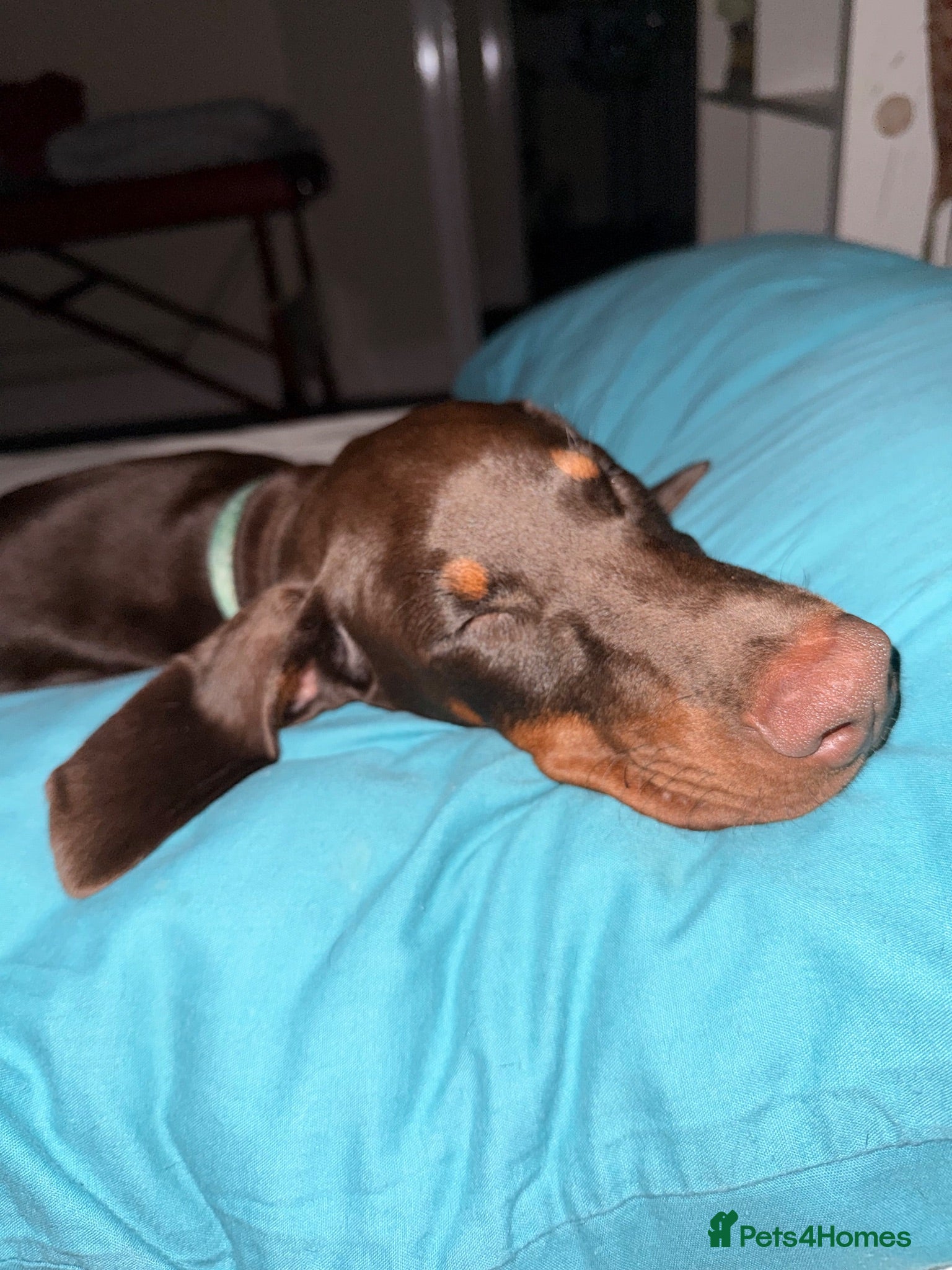 Dobermann dogs 4 Month Zi-Zi  - Advert 11