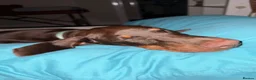 Dobermann dogs for sale: 4 Month Zi-Zi  in Paignton - Advert 2