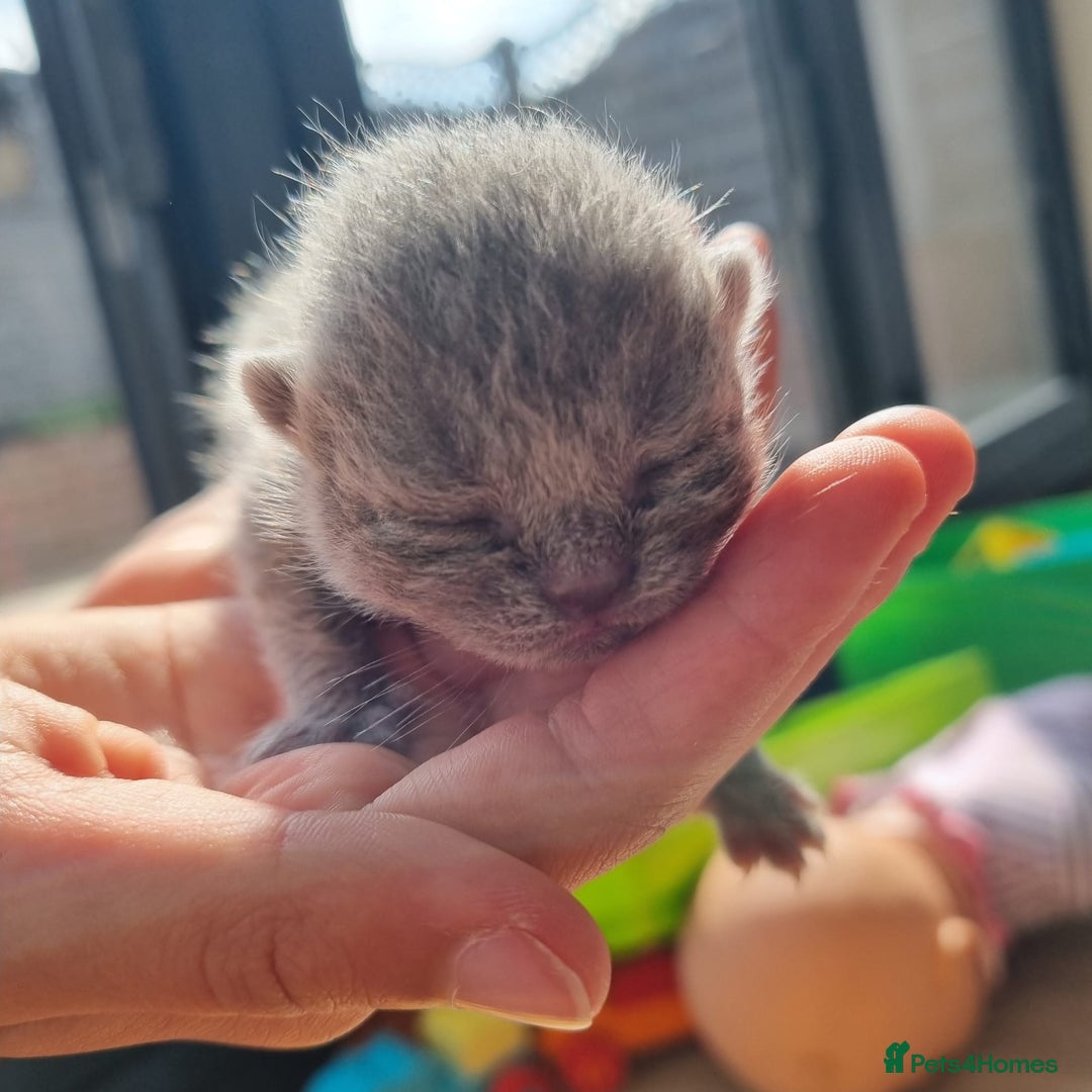British Shorthair cats for sale: Beautiful British Short hair Blue kittens for sale - Image 6