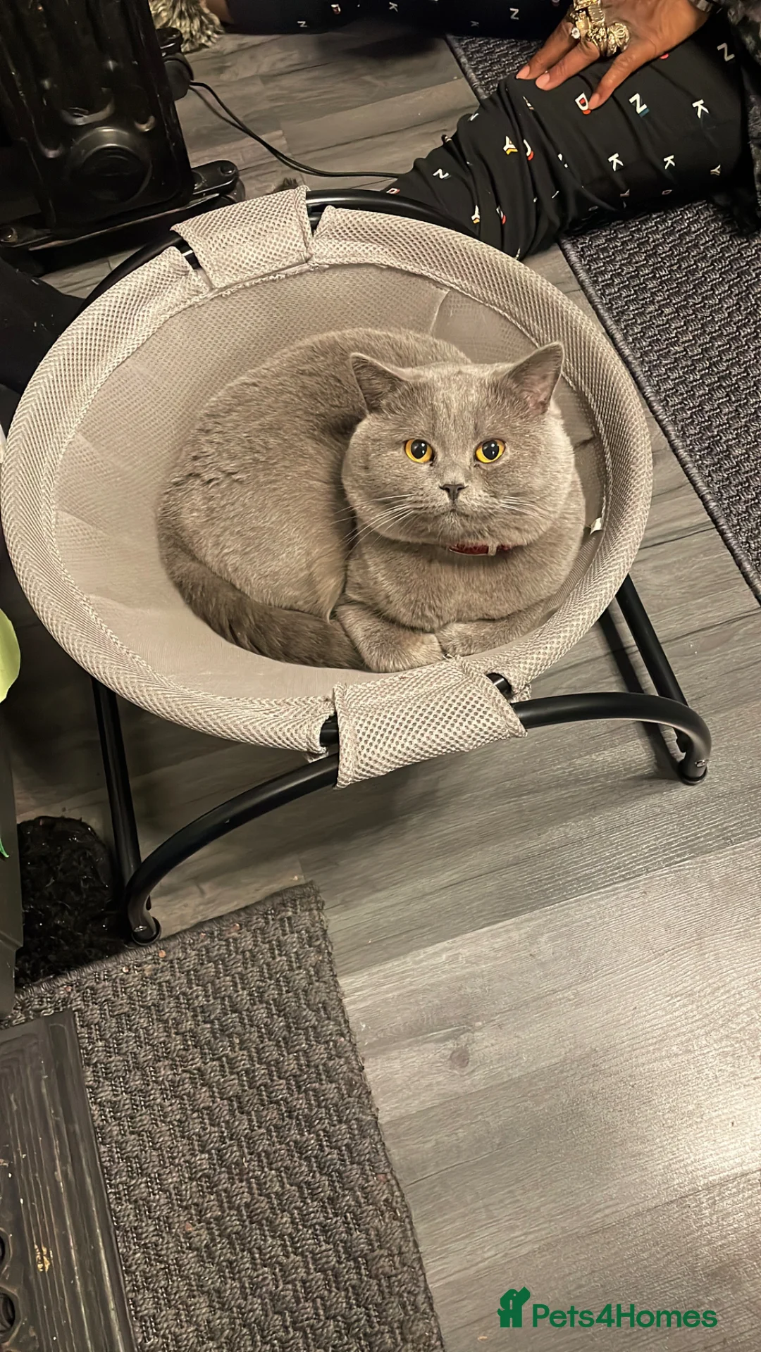 British Longhair cats for sale: British shorthair  - Advert 2