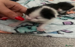 British Shorthair cats for sale: 4 stunning kittens for sale  - Image 13
