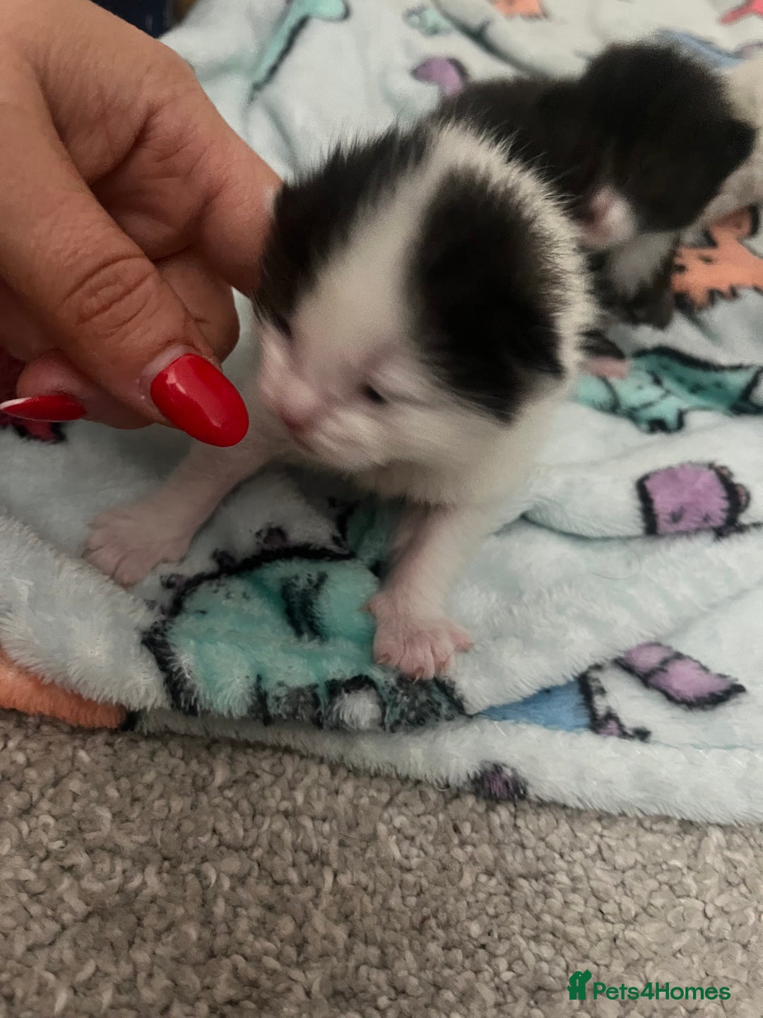 British Shorthair cats for sale: 4 stunning kittens for sale  - Image 13