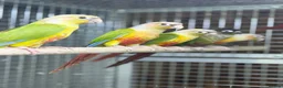 Conures birds for sale: Baby pineapple conure - Advert 1