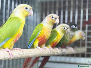 Conures birds Baby pineapple conure - Advert 8
