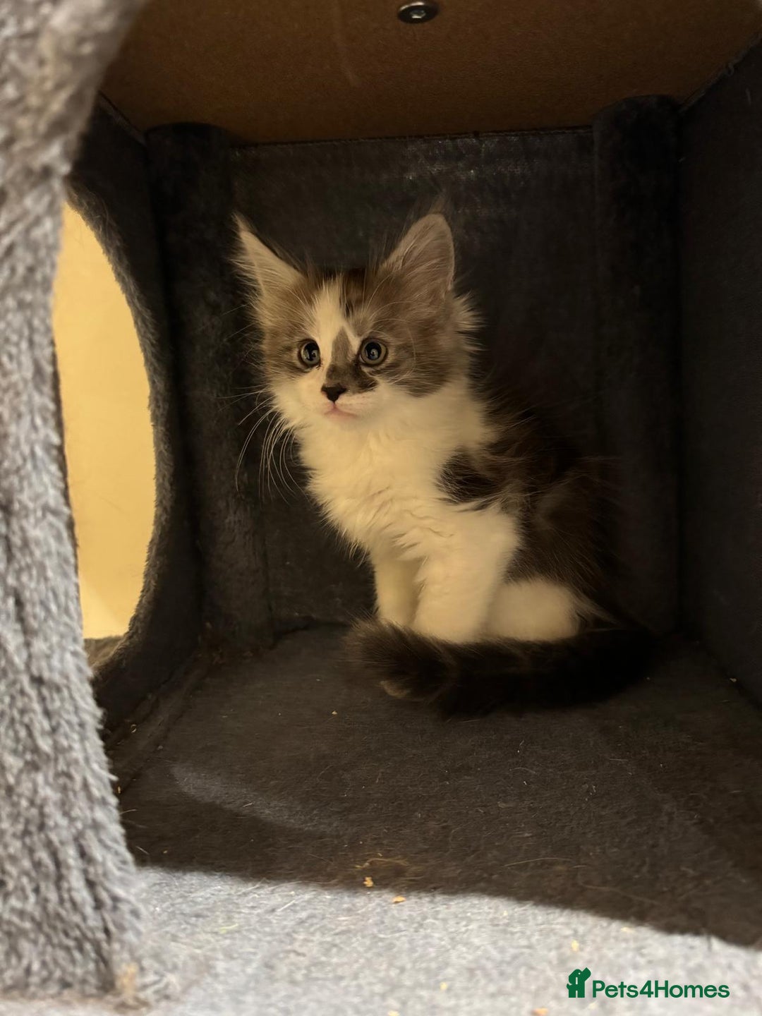 Maine Coon cats for sale: 🐾 Ragdoll × Maine Coon Kittens 🐾 - Image 21