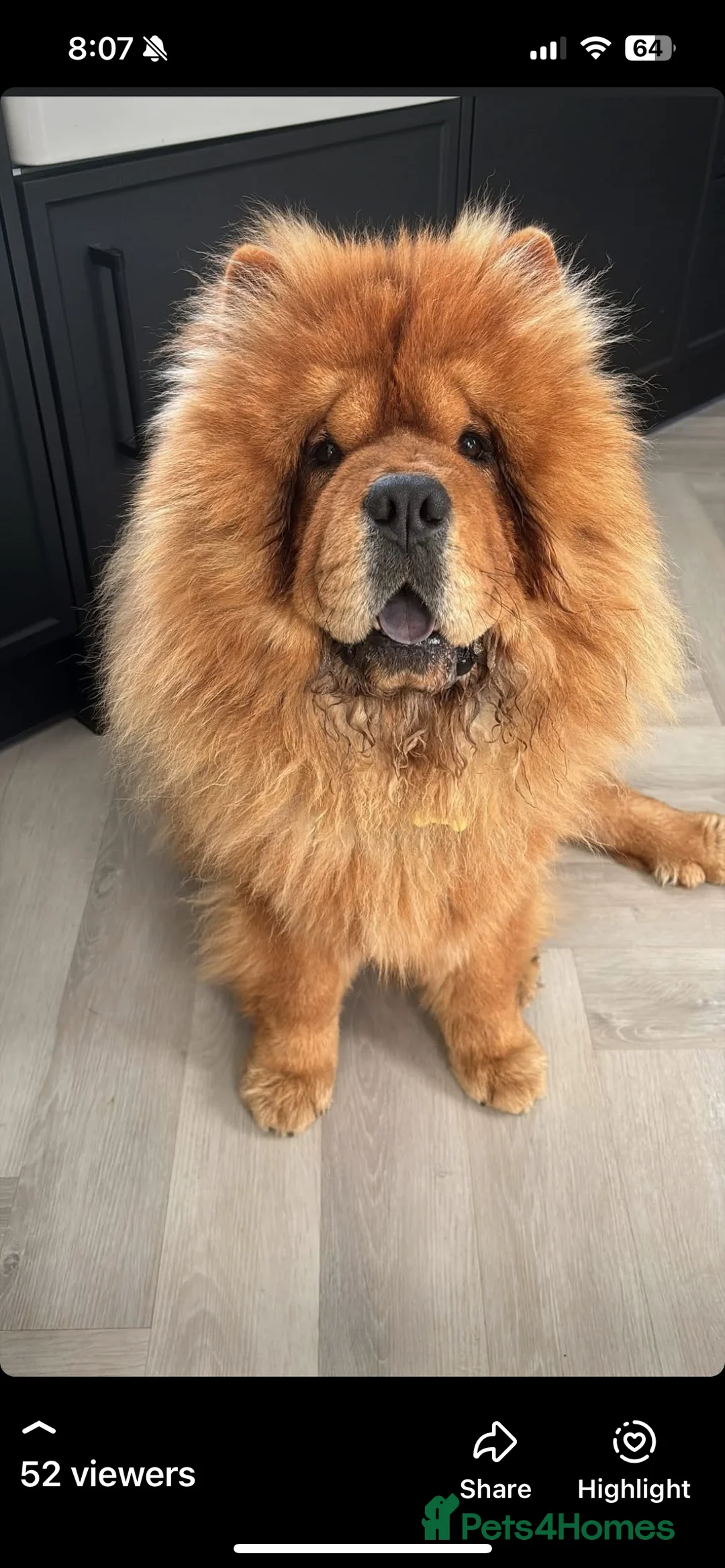 Chow Chow dogs for sale: Male Chow - Advert 1