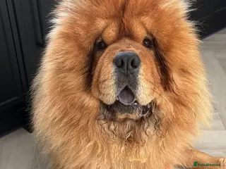 Chow Chow dogs Male Chow - Advert 6