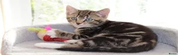 Mixed Breed cats for sale: Beautiful Tabby Kittens  - Advert 12