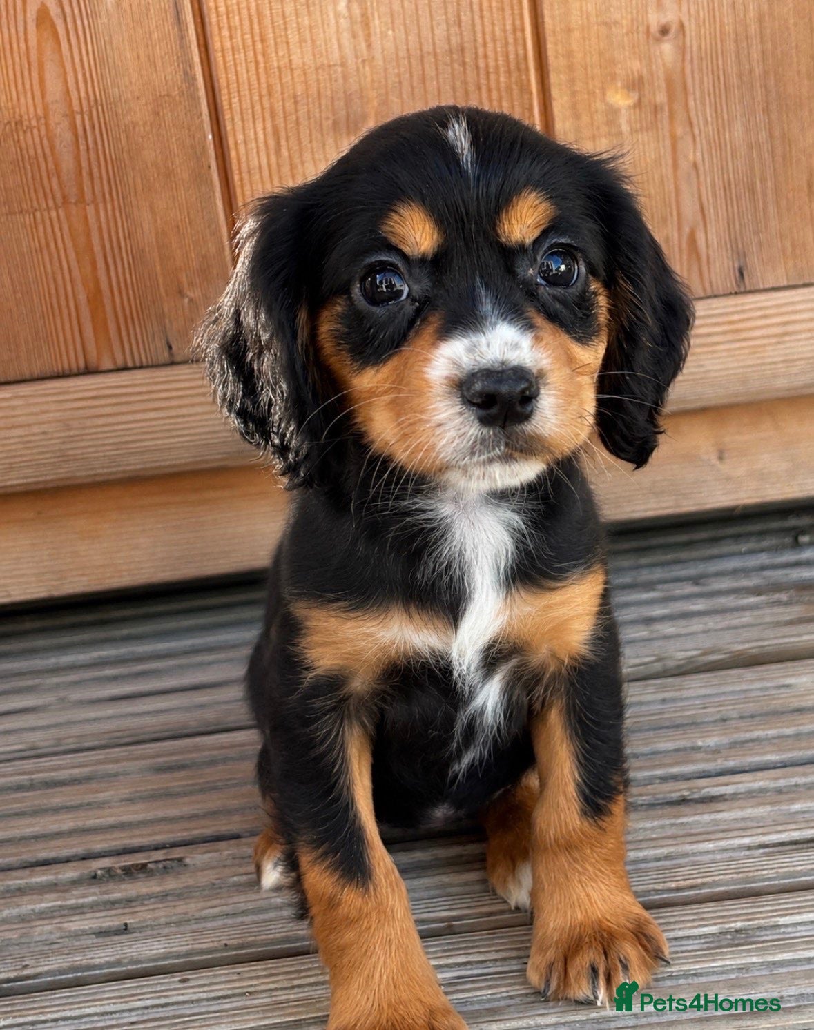 Cocker Spaniel dogs 🏡cocker spaniel puppies🏡 - Advert 1