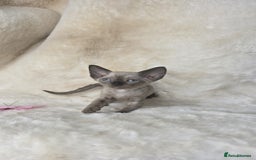 Devon Rex cats for sale: Devon Rex. 3 girls bominant blue eyes. All guts  - Image 8