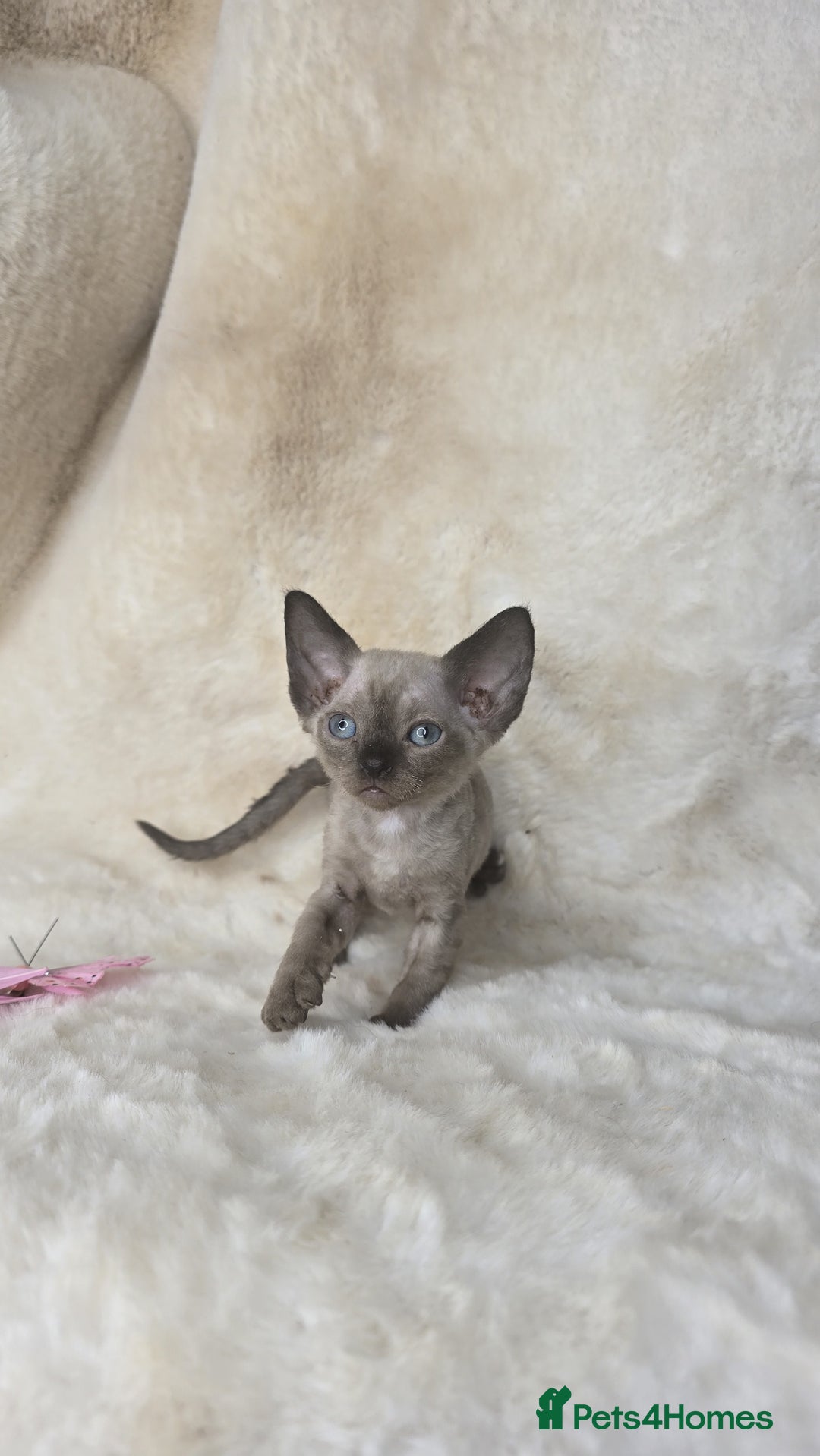Devon Rex cats for sale: Devon Rex. 3 girls bominant blue eyes. All guts  - Image 8