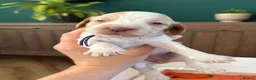 Cocker Spaniel dogs for sale: KC Reg, Show Cocker Spaniel pups, 100% clear - Advert 20