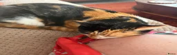 Mixed Breed cats for sale: Calico female 1 year Old in Stanley - Advert 7