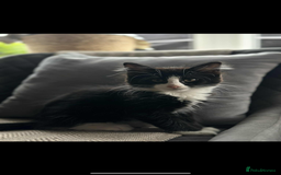 Maine Coon cats for sale: Maine coon kitten ready now  - Image 1