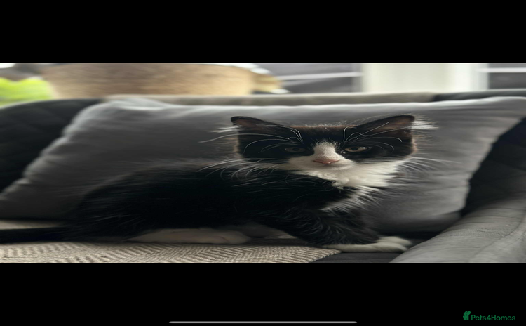 Maine Coon cats - Advert 10