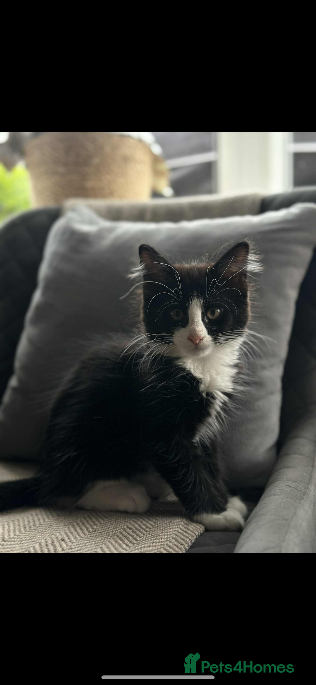 Maine Coon cats for sale: Maine coon kitten ready now  - Image 1