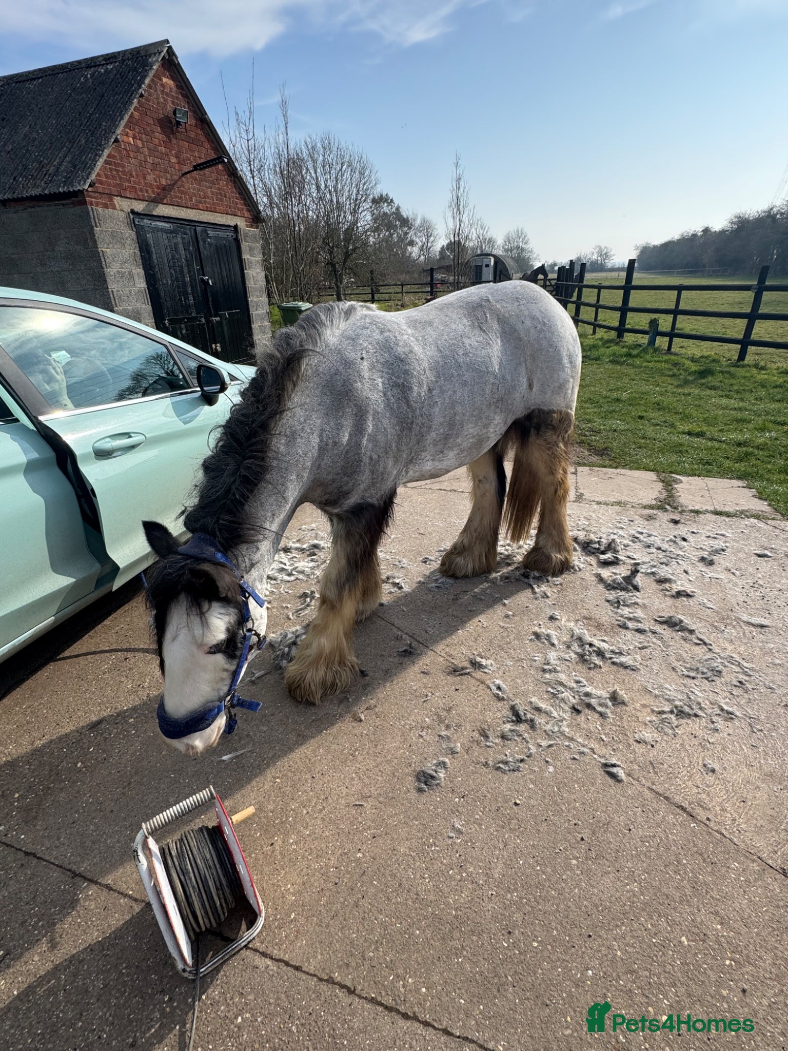 Irish Cob horses for sale: Norman  - Advert 18