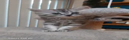 Maine Coon cats for sale: Mainecoon x bengal x russian blue mix  - Advert 15