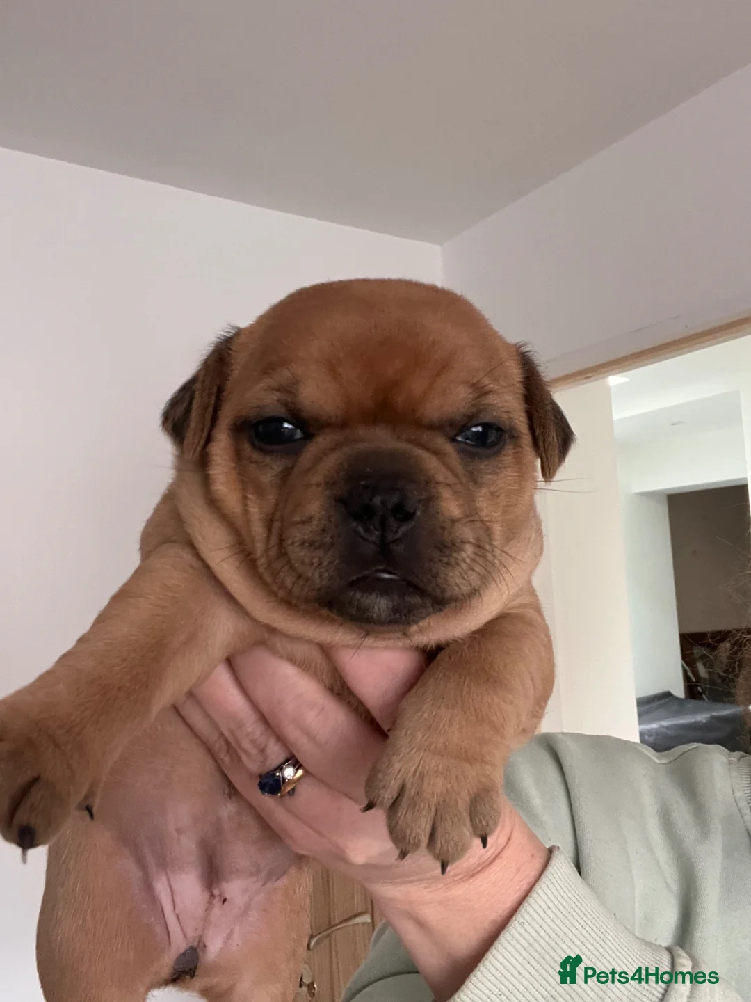 Staffordshire Bull Terrier dogs for sale: 3 female - Red Staffordshire puppies for sale - Advert 12