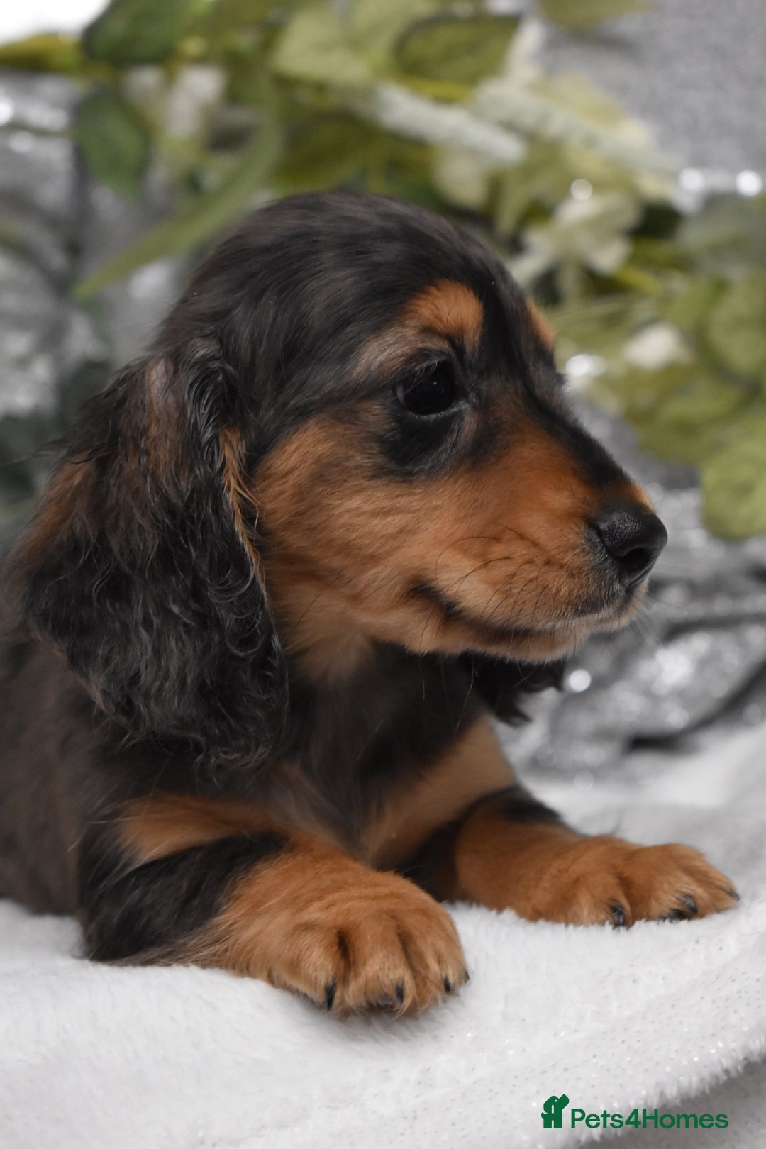 Miniature Dachshund dogs for sale: KC Miniature Dachshund Long Coat - Advert 3